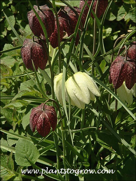 A white and purple\maroon colored growing together